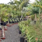 La imagen 2 de la Empresa VIVERO VILLEGAS Industrias y Agricultura en Ciudad Cuauhtémoc CHH