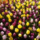 La imagen 3 de la Empresa VIVERO VILLEGAS Industrias y Agricultura en Ciudad Cuauhtémoc CHH