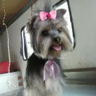 La imagen 1 de la Empresa WOWPET! en Zapopan JAL