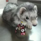 La imagen 2 de la Empresa WOWPET! en Zapopan JAL