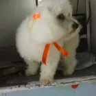 La imagen 3 de la Empresa WOWPET! en Zapopan JAL