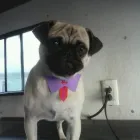 La imagen 4 de la Empresa WOWPET! en Zapopan JAL