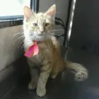 La imagen 6 de la Empresa WOWPET! en Zapopan JAL