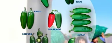 La imagen 1 de la Empresa AGROPRODUCTOS MEZQUITE SA DE CV Fabricantes, Mayoristas y Distribuidoras de Alimentos y Bebidas en Ciudad Delicias CHH