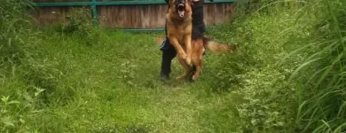 La imagen 2 de la Empresa BEGECAN ADIESTRAMIENTO Y SERVICIO PRIVADO EN SEGURIDAD CANINA S.A. DE C.V. Servicios Profesionales y de Negocios en San Miguel Zinacantepec MEX