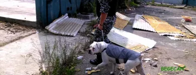 La imagen 5 de la Empresa BEGECAN ADIESTRAMIENTO Y SERVICIO PRIVADO EN SEGURIDAD CANINA S.A. DE C.V. Servicios Profesionales y de Negocios en San Miguel Zinacantepec MEX