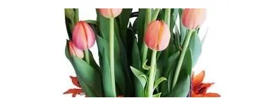 La imagen 2 de la Empresa BOUTIQUE FLORAL Industrias y Agricultura en Ciudad De México CMX