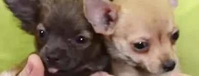 La imagen 1 de la Empresa CLÍNICA VETERINARIA CHIHUAHUA Salud y Medicina en Chihuahua MEX