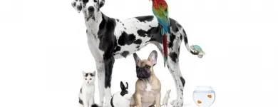 La imagen 1 de la Empresa CLÍNICA VETERINARIA DR. SOLORIO Salud y Medicina en Querétaro QUE