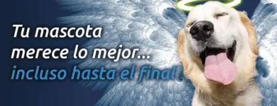La imagen 3 de la Empresa CLÍNICA VETERINARIA DR. SOLORIO Salud y Medicina en Querétaro QUE