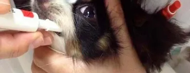 La imagen 3 de la Empresa CONSULTORIO VETERINARIO DRS. ESCOBAR Salud y Medicina en Puebla MEX