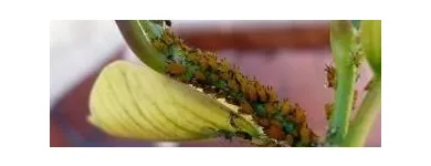 La imagen 1 de la Empresa CONTROL DE PLAGAS DOMESTICAS METAMORFOSIS Servicios Profesionales y de Negocios en Tijuana BCN