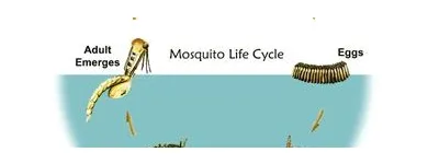 La imagen 2 de la Empresa CONTROL DE PLAGAS DOMESTICAS METAMORFOSIS Servicios Profesionales y de Negocios en Tijuana BCN