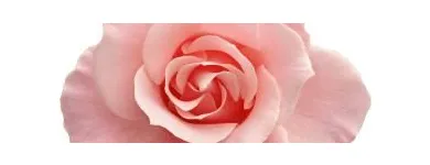 La imagen 4 de la Empresa FLORES ELEGANTES DE MEXICO Tiendas de Regalos en Ciudad De México CMX