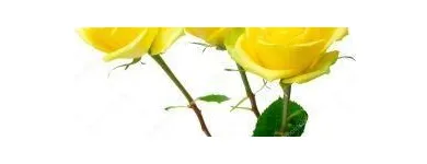 La imagen 5 de la Empresa FLORES ELEGANTES DE MEXICO Tiendas de Regalos en Ciudad De México CMX