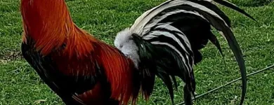La imagen 5 de la Empresa FORRAJERA SAN CARLOS Tiendas de mascotas en Ciudad Victoria TAM