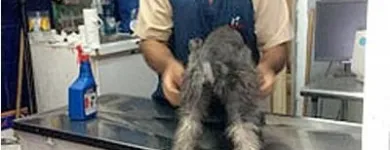 La imagen 2 de la Empresa FRANZONI VETERINARIA Salud y Medicina en La Paz BCS