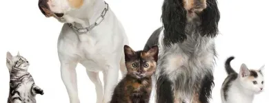 La imagen 3 de la Empresa FRANZONI VETERINARIA Salud y Medicina en La Paz BCS