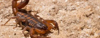 La imagen 3 de la Empresa FUMIGACIONES DE FRESNILLO Servicios Profesionales y de Negocios en Fresnillo ZAC