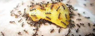 La imagen 2 de la Empresa FUMIGACIONES SUPERNOVA Servicios Profesionales y de Negocios en Morelia MIC