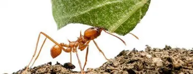 La imagen 3 de la Empresa FUMIGADORA DEL CENTRO Servicios Profesionales y de Negocios en Irapuato GUA