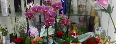 La imagen 61 de la Empresa GALERIA FLORAL Industrias y Agricultura en Querétaro QUE