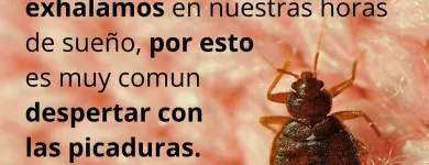 La imagen 1 de la Empresa INSECTIL CONTROL DE PLAGAS Servicios Profesionales y de Negocios en Ciudad De México CMX
