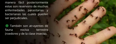La imagen 2 de la Empresa INSECTIL CONTROL DE PLAGAS Servicios Profesionales y de Negocios en Ciudad De México CMX