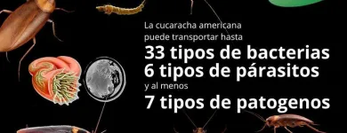 La imagen 3 de la Empresa INSECTIL CONTROL DE PLAGAS Servicios Profesionales y de Negocios en Ciudad De México CMX