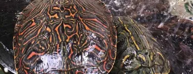 La imagen 1 de la Empresa MATUS CLINICA HOSPITAL PARA MASCOTAS Salud y Medicina en Reynosa TAM