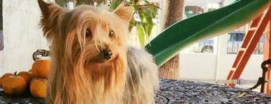 La imagen 3 de la Empresa MATUS CLINICA HOSPITAL PARA MASCOTAS Salud y Medicina en Reynosa TAM