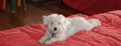 La imagen 1 de la Empresa PET ENTERTAINMENT CENTER Tiendas de mascotas en Cuernavaca MOR