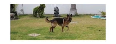 La imagen 2 de la Empresa PET ENTERTAINMENT CENTER Tiendas de mascotas en Cuernavaca MOR