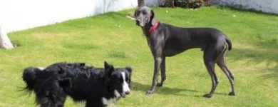 La imagen 8 de la Empresa PET ENTERTAINMENT CENTER Tiendas de mascotas en Cuernavaca MOR