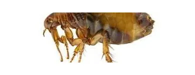 La imagen 1 de la Empresa PLAGA-EXTINT SOLUTIONS Servicios Profesionales y de Negocios en Cuautitlán Izcalli MEX