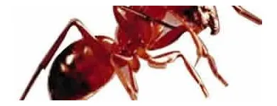 La imagen 2 de la Empresa PLAGA-EXTINT SOLUTIONS Servicios Profesionales y de Negocios en Cuautitlán Izcalli MEX