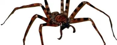 La imagen 3 de la Empresa PLAGA-EXTINT SOLUTIONS Servicios Profesionales y de Negocios en Cuautitlán Izcalli MEX