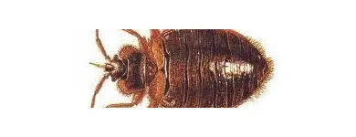 La imagen 4 de la Empresa PLAGA-EXTINT SOLUTIONS Servicios Profesionales y de Negocios en Cuautitlán Izcalli MEX