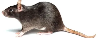 La imagen 5 de la Empresa PLAGA-EXTINT SOLUTIONS Servicios Profesionales y de Negocios en Cuautitlán Izcalli MEX