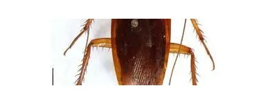 La imagen 7 de la Empresa PLAGA-EXTINT SOLUTIONS Servicios Profesionales y de Negocios en Cuautitlán Izcalli MEX