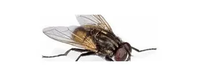 La imagen 8 de la Empresa PLAGA-EXTINT SOLUTIONS Servicios Profesionales y de Negocios en Cuautitlán Izcalli MEX