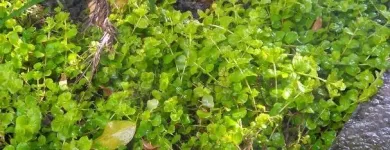 La imagen 4 de la Empresa RIEGO AMBIENTAL GREEN Tuberias y accesorios en Veracruz VER