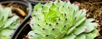 La imagen 1 de la Empresa SANTA FE VIVEROS Sistemas y Equipos de Riego en Tampico TAM