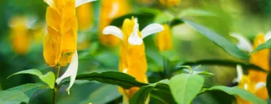 La imagen 2 de la Empresa SANTA FE VIVEROS Sistemas y Equipos de Riego en Tampico TAM