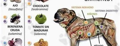 La imagen 3 de la Empresa VETERINARIA DE LOS ÁLAMOS CONSULTORIO en Tijuana BCN