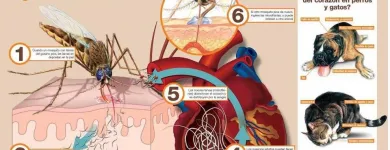 La imagen 8 de la Empresa VETERINARIA DE LOS ÁLAMOS CONSULTORIO en Tijuana BCN