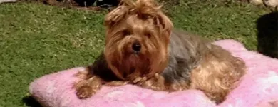 La imagen 2 de la Empresa VETERINARIA LA HERRADURA Salud y Medicina en Río Bravo TAM