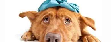 La imagen 1 de la Empresa VETERINARIA PET PLANET en Ciudad De México CMX