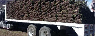 La imagen 1 de la Empresa VIVERO DE MORELOS Servicios Profesionales y de Negocios en Cuernavaca MOR