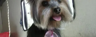 La imagen 1 de la Empresa WOWPET! en Zapopan JAL